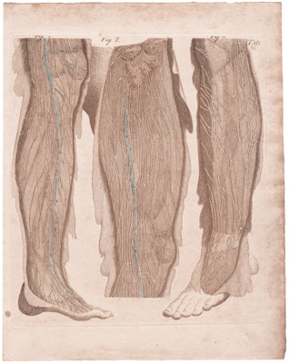 Gives a View of the Superficial Lymphatics of the Inferior Extremity...